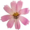 Эмодзи Pressed flowers