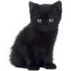 random cats