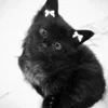 Эмодзи random cats