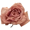 Эмодзи Rotten core