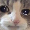 sadcatemoji