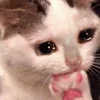 Эмодзи sadcatemoji