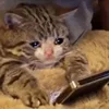 Эмодзи sadcatemoji