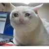 Эмодзи sadcatemoji