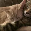 paired cats