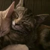 Эмодзи paired cats