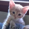 Эмодзи paired cats