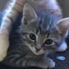 Эмодзи paired cats