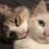 Эмодзи paired cats