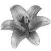 Эмодзи sexy black and white