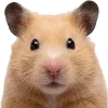 silly hamsters