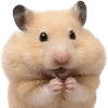 Эмодзи silly hamsters