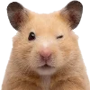 Эмодзи silly hamsters