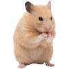 Эмодзи silly hamsters