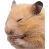 Эмодзи silly hamsters
