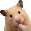 Эмодзи silly hamsters