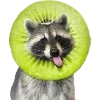 Raccoons