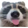 Эмодзи Raccoons
