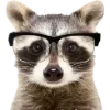 Эмодзи Raccoons