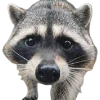 Эмодзи Raccoons