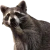 Эмодзи Raccoons