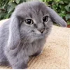 собаки и котики
