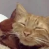 Эмодзи собаки и котики