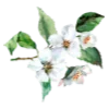 Эмодзи Springtime | Весна