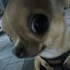 Эмодзи Песели