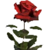 Эмодзи Roses
