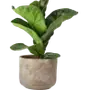 Эмодзи ✧ㅤинжир ㅤㅤ