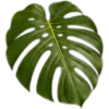Эмодзи tropical