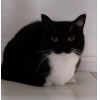 Uni Cat