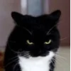 Эмодзи Uni Cat