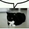 Эмодзи Uni Cat