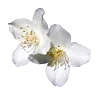 Эмодзи vanilla core