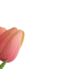 Эмодзи весна 🌷