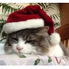 Эмодзи новогодние коты