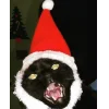 Эмодзи новогодние коты