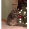 Эмодзи новогодние коты