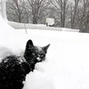 Эмодзи ❄️ ١ ᥕɩᥒᴛꫀr ꒰ ɓƴ