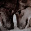 Эмодзи Wolfs
