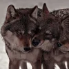 Эмодзи Wolfs