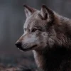 Эмодзи Wolfs