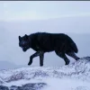 Эмодзи Wolfs