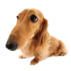 Эмодзи Животные