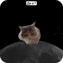 Cats memes