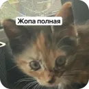 Стикер Cats memes