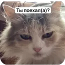 Стикер Cats memes