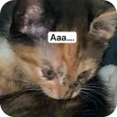 Стикер Cats memes